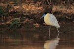 Capped Heron wading, side view, Pantanal, Brazil