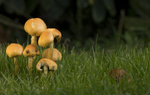 Fungi at Cholmondeley Castle, Cheshire