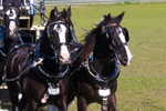 Four Horses and Cart 2. 0A3A9229