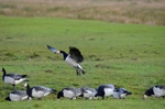 Barnacle Geese