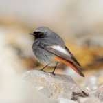 Black Redstart (male) at Brean Sands, Somerset