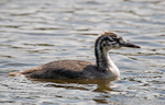 Great Crested Grebe