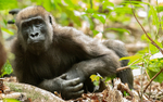 Female gorilla