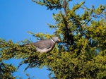 Woodpigeon