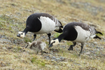 Adult Barnacle Geese hurrying gosling along, Jokulsarlon, Iceland