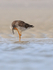 Greater Yellowlegs scratching head, Florida