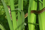 Grassnake 2