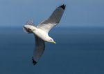 Kittiwake 3