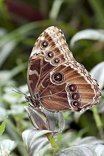 Underside of a blue morpho butterfly - huge contrast with its vivid blue butterfly
