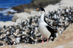 Imperial Shag & colony, Carcass Island, Falklands
