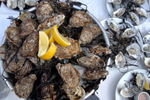 Oysters
