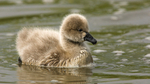 Cygnet