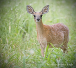 Sharpe's grysbok