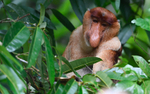 Probiscus monkey male