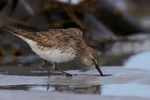White Fronted Sandpiper