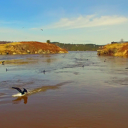 Double-crested cormorants fishing @ High Tide