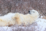 Polar Bear lying on back in willow, Churchill, Canada