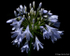 Agapanthus (02)