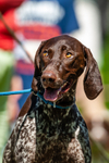 German Shorthaired Pointer_6165