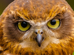 boobook owl Ninox boobook-8938