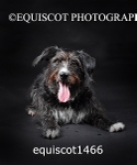 equiscot1466