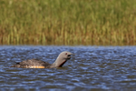 Red-throated Diver calling, Iceland