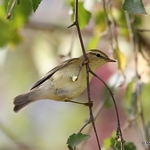 Willow Warbler (Phylloscopus trochilus)