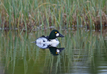 Goldeneye