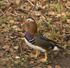 Mandarin Duck