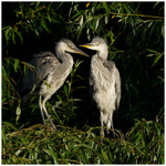 Young Herons on the Nest 