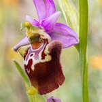 Apulian Ophrys (Ophrys fuciflora ssp apulica  also O. holoserica ssp apulica and O. apulica)