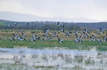 Barnacle Geese