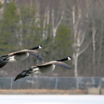 Synchronized Geese
