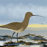 Curlew