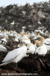 SBG041: Gannet colony
