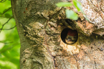 Feeding the impatient Great Spotted Woodpecker Chicks - 5 of 6