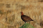 Red Grouse