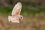 Barn Owl