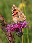 Painted Lady showing under wings, Seven Barrows BBOWT Nature Reserve