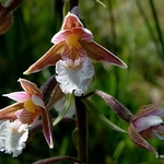 Marsh Helleborine (Epipactis palustris)