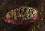 Tonicella marmorea