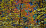 Fall Colors Mosaic