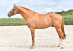 equiscot3573