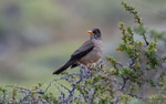 Austral Thrush