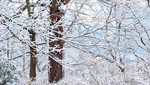 TREES WEEK #48