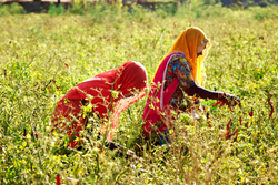 Chillie pickers, Chatra Sagar, Rajasthan