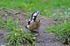 Great Spotted Woodpecker