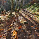 Autumn II