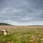 Skull and Machair