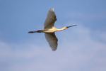 Spoonbill
